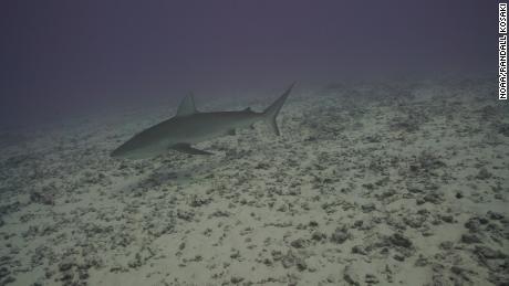 A year ago, the reef had &quot;mounded structures&quot; 15 feet feet high, Kosaki said. That was before the enormous pressure of Hurricane Walaka leveled them.