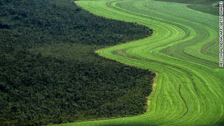 Native Cerrado is being cleared to make way for agriculture.