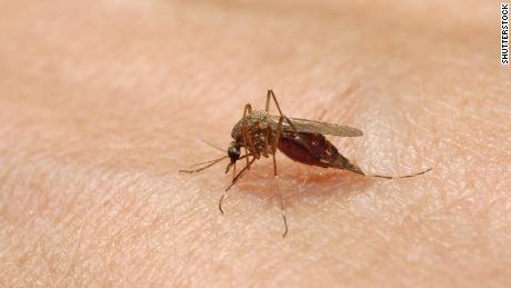 Here&#39;s how to protect yourself (and your pets) from EEE, the deadly mosquito-borne virus