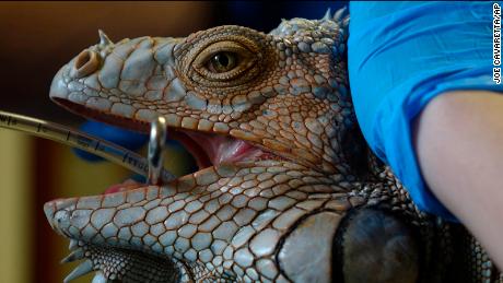 The iguana that was found shot with five arrows in Plantation is prepared for emergency surgery, Wednesday, Jan. 17, 2018, at the South Florida Wildlife Center in Fort Lauderdale. The iguana was affectionately nicknamed Godzilla by the staff because of its size. (Joe Cavaretta /South Florida Sun-Sentinel via AP)