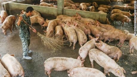 China could release emergency pork reserves after losing 100 million pigs to swine fever