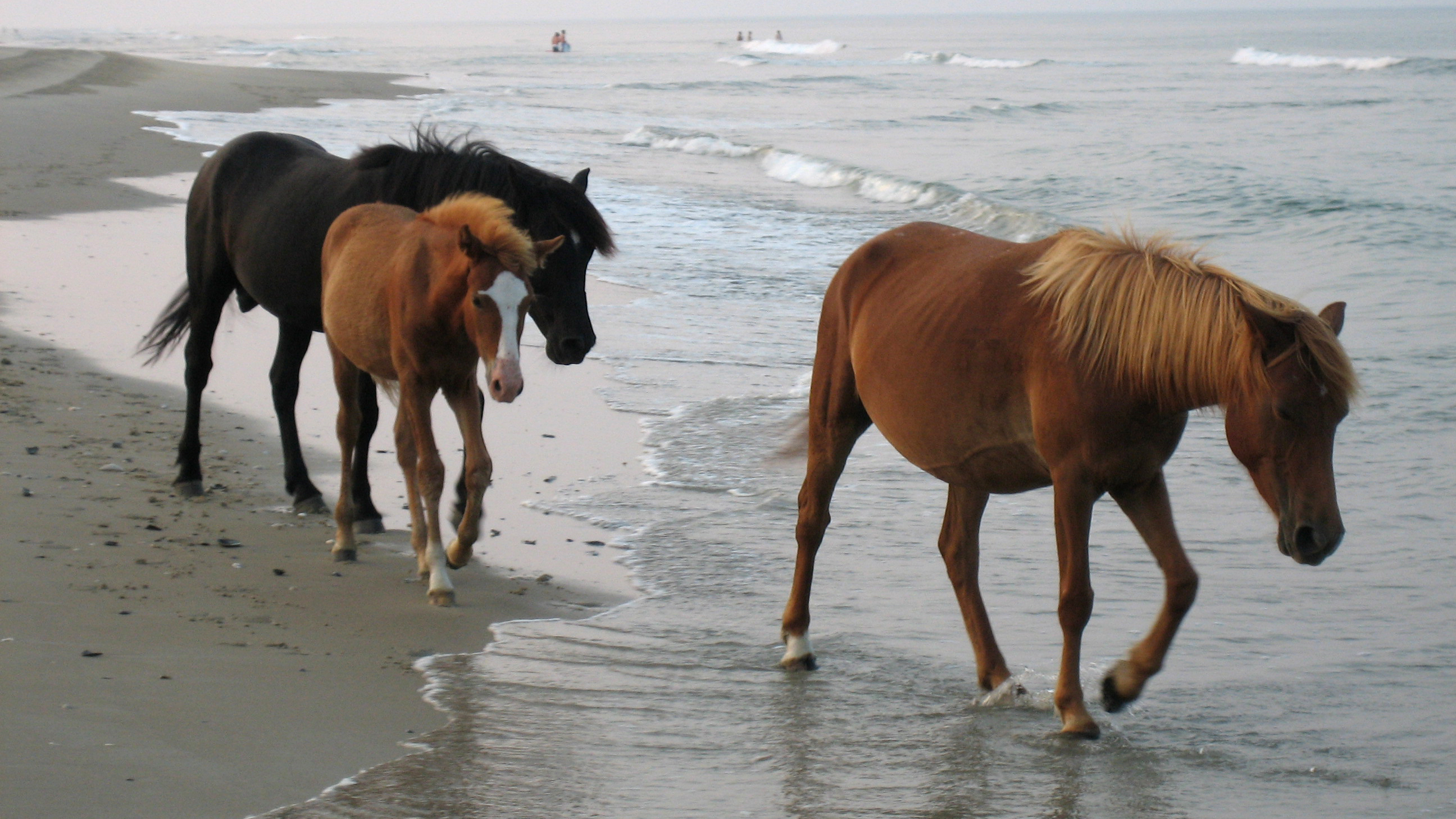 Wild Horses Of The Outer Banks Have A Special Trick To Survive Hurricanes Cnn