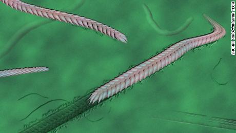 A 550-million-year-old worm was one of the first animals to move and make decisions, a new study says