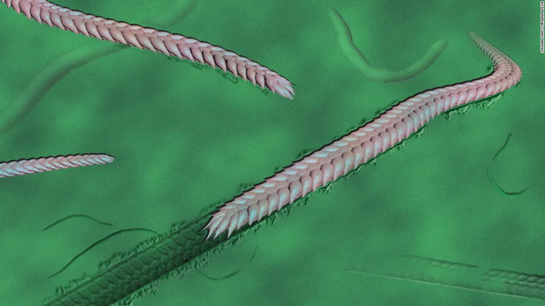 pinworm lárva stádium