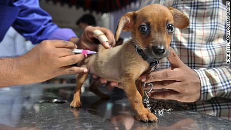 British vets are concerned about a dramatic drop in pet vaccination levels.  
