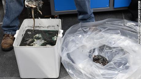 A city sanitation worker scoops up dead rats during Thursday&#39;s press conference.