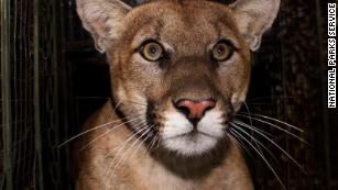 Mountain lion known for crossing 405 killed on the same Los Angeles freeway