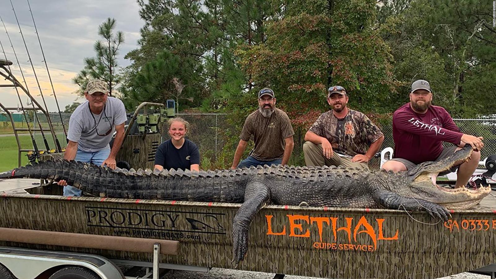 This 14foot alligator may be the biggest one ever caught in CNN