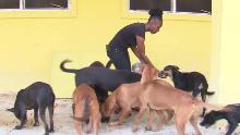 animal shelter freeport bahamas valdes pkg vpx _00001407.jpg