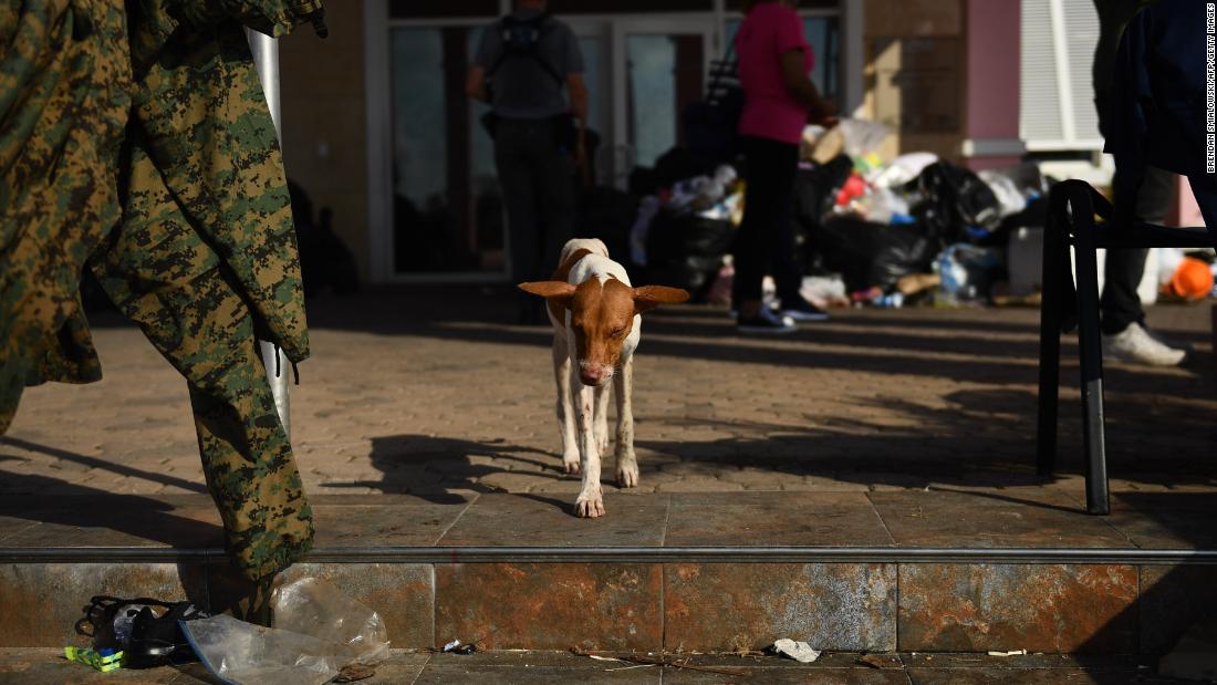220 dogs, 50 cats died in flooding at Bahamas animal shelter
