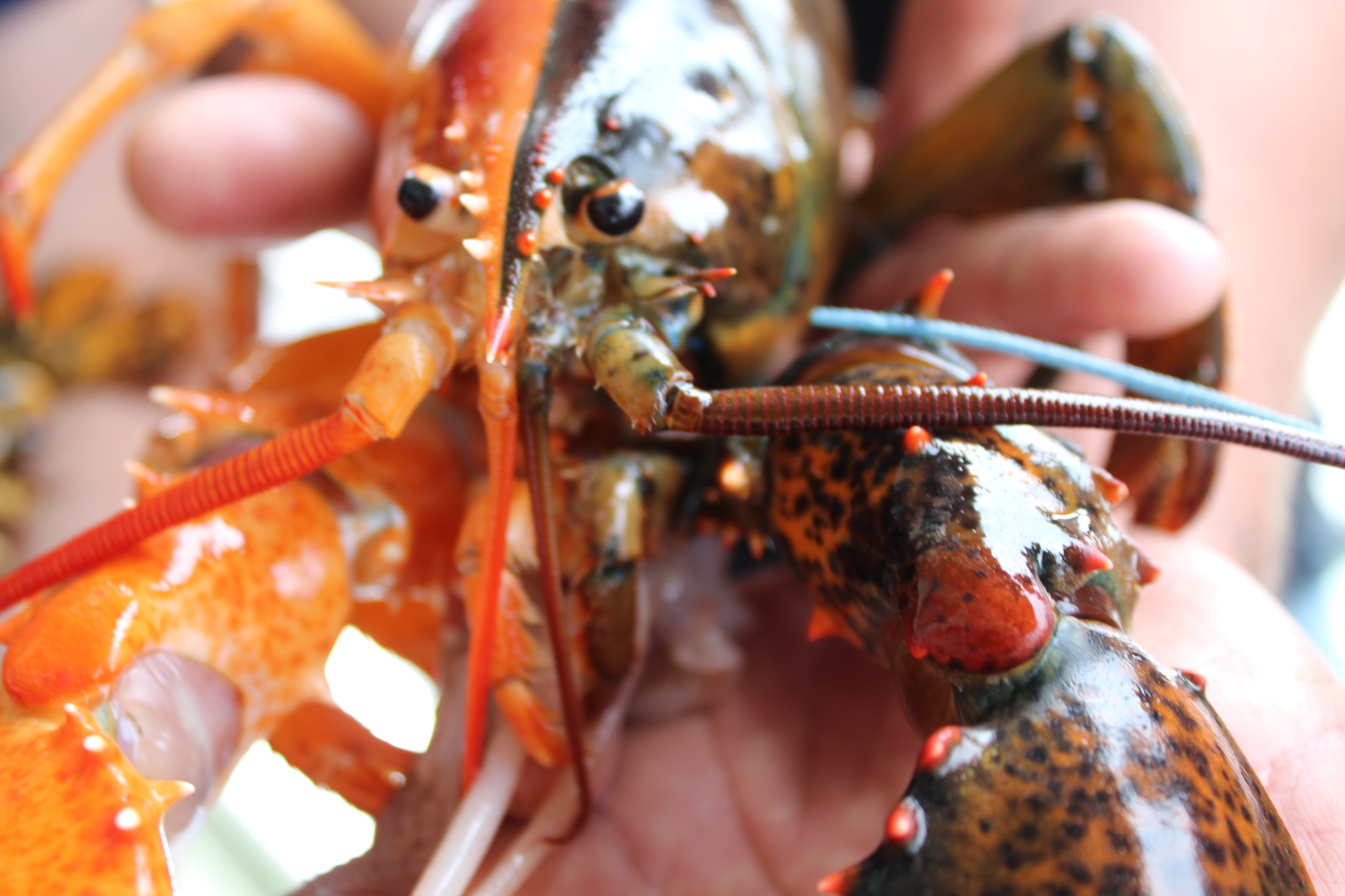 6 Fakta Lobster, Hewan Bercangkang yang Sering Diolah Jadi Makanan