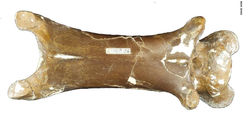 One of Cryodrakon's neck bones.
