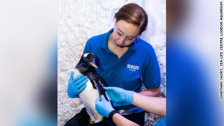 SEA LIFE London Aqaurium&#39;s Charlotte Barcas helps place a purple identification tag on the aquarium&#39;s first Gentoo penguin to not have its gender assigned.