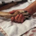 dog holding hand
