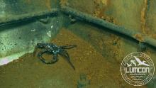 Crabs and shrimp are flocking to the Deepwater Horizon spill site to mate, and it&#39;s making them sick