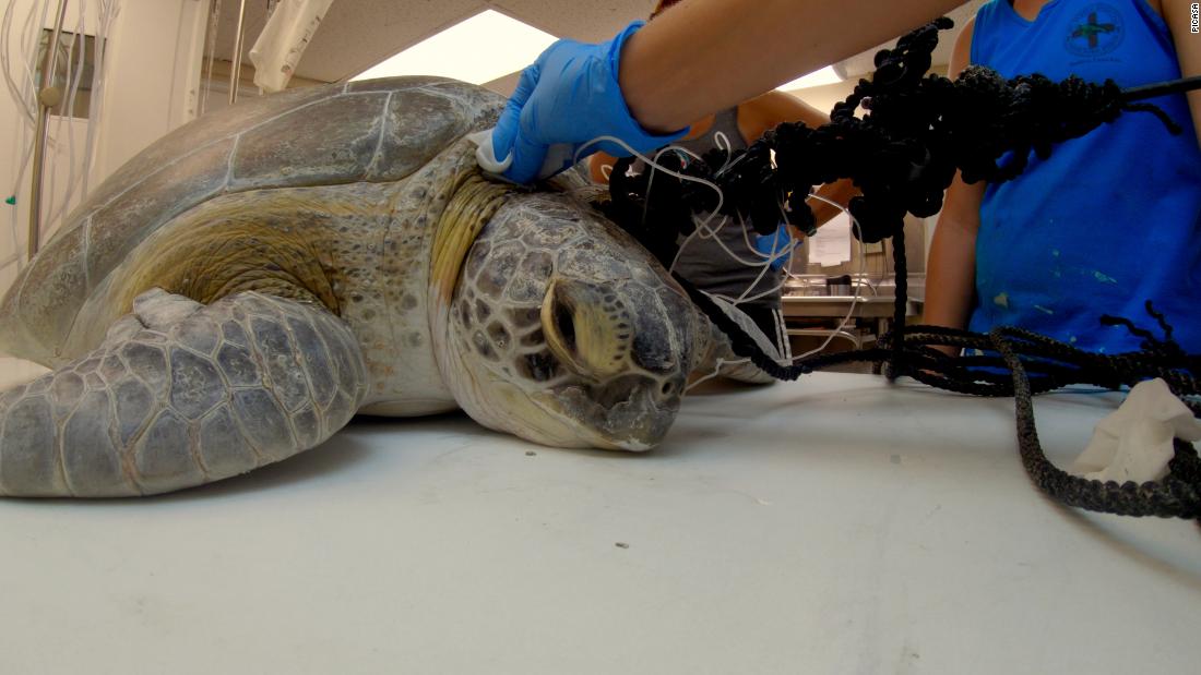 Salvan a tortuga herida con arpón en el cuello - CNN Video