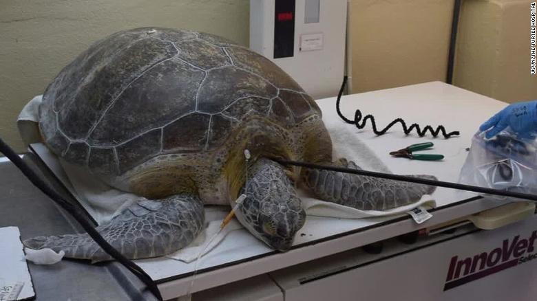 Sea turtle found with long spear in its neck - CNN Video