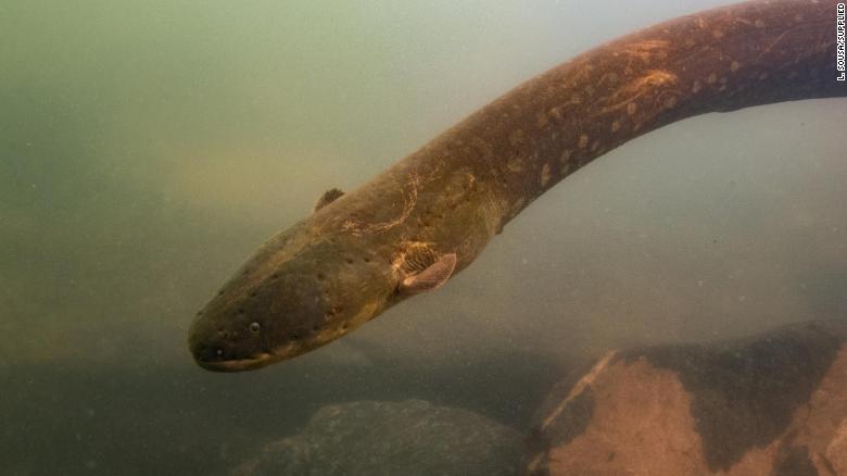&#39;Electrophorus voltai,&#39; one of the two newly discovered electric eel species.
