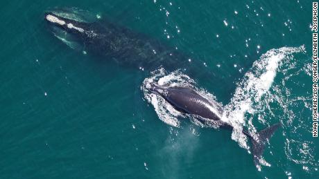 The North Atlantic right whale will soon be extinct unless something is done to save it, researchers warn