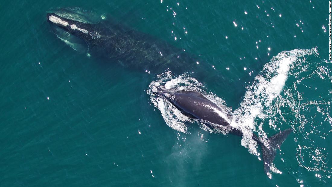 The North Atlantic right whale will soon be extinct unless something is