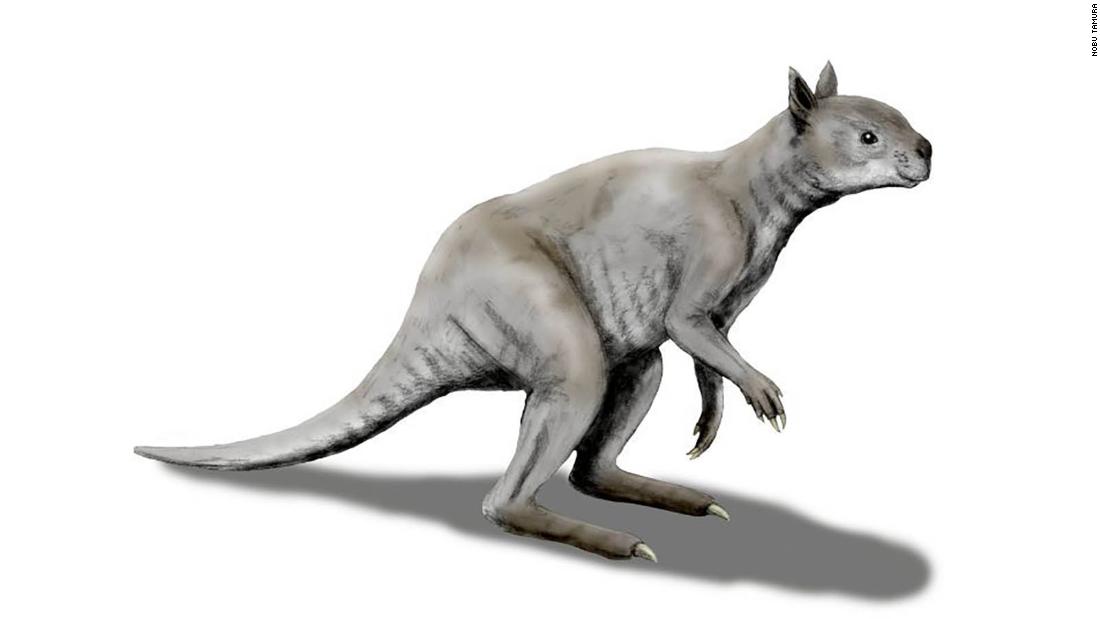An artist&#39;s illustration shows how different an ancient &quot;short-faced&quot; kangaroo called Simosthenurus occidentalis looked, as opposed to modern kangaroos. Its skull more closely resembles a koala.