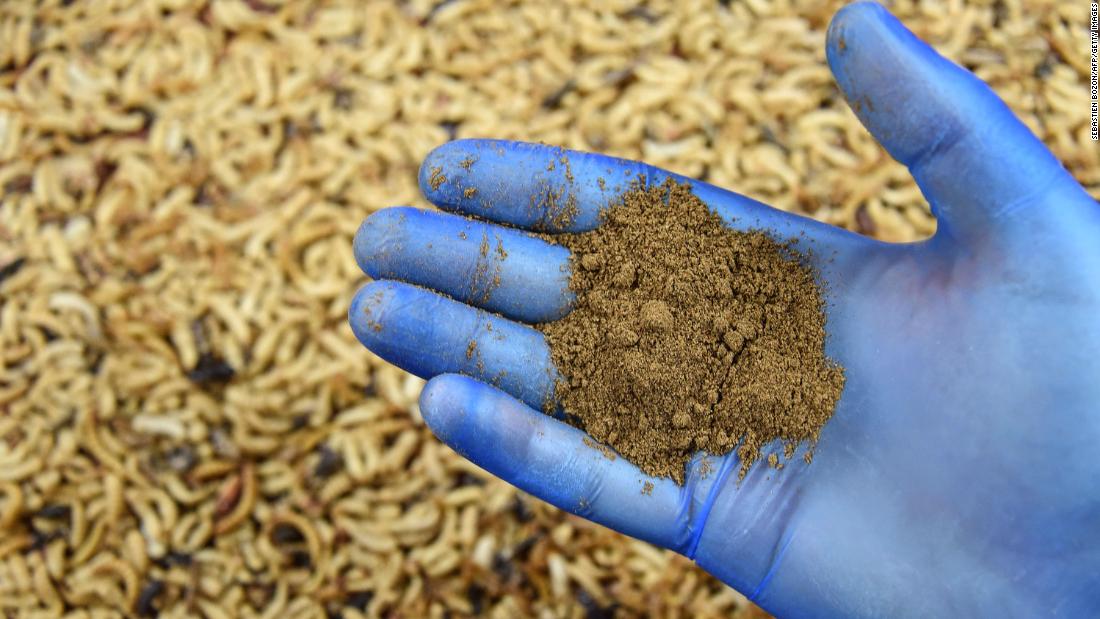 An employee holds insect protein powder at an experimental insect farm in Dole, in eastern France. Cricket protein, for example, is said to be a &quot;complete protein&quot; just like fish, meat, dairy and eggs. 