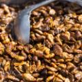 10 eating insects