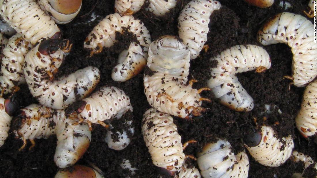 Palm weevil larvae are about 55% fat, 33% protein, have medium to high levels of all nine essential amino acids and are packed with B-vitamins, zinc and vitamin E. Mature larvae can be quite large, some with a mass close to six grams.&lt;br /&gt;The perfect food, right?  They don&#39;t need extra oil, and will fry in their own fat, caramelizing to a golden brown, crispy exterior. Best to slice them open a bit before frying or you might have exploding larvae all over your kitchen.