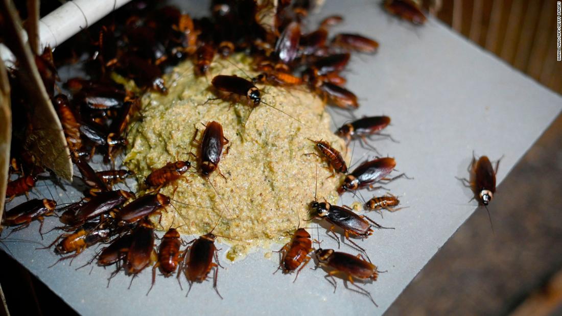 Don&#39;t call the exterminator! These cockroaches eating feed at a roach farm in Yibin, China, will soon be on the menu. Insects are the rare kind of livestock that you can raise vertically in stackable bins and tubs, and they require only 1/1,000th of the amount of water that cattle need to provide the same amount of edible food.