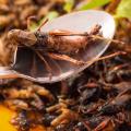 22 eating insects