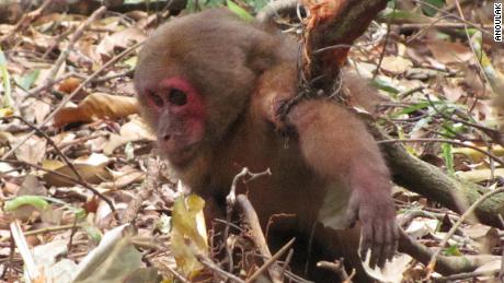 &#39;Barbaric&#39; snares are wiping out Southeast Asia&#39;s wild animals
