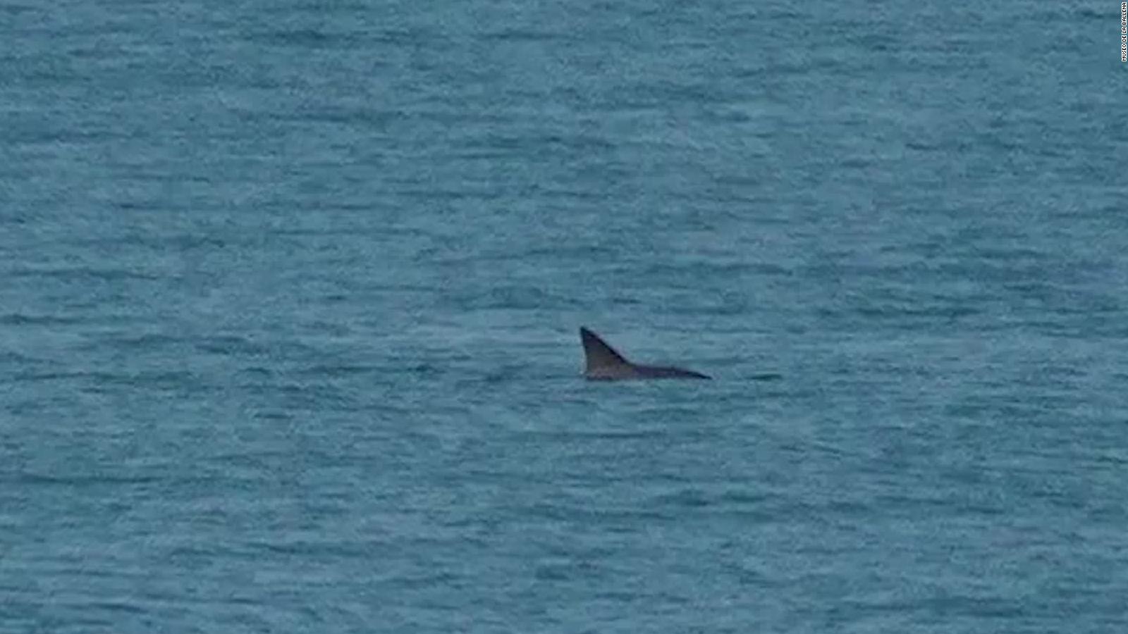 Este fue el primer avistamiento de la vaquita marina de 2019 - CNN Video