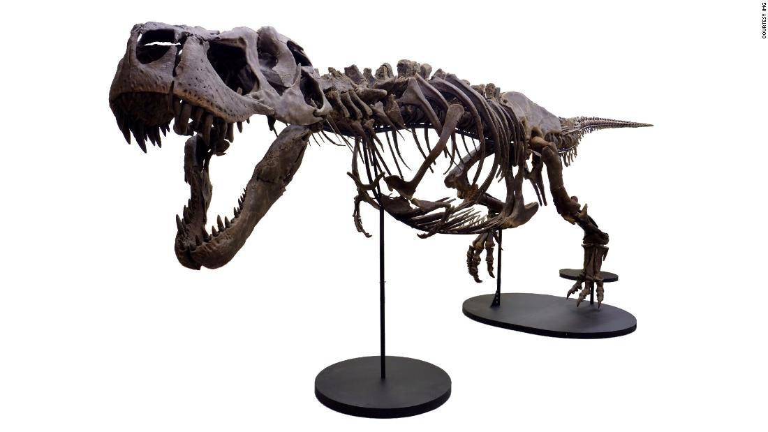 After her discovery in 2013, Victoria&#39;s 66-million-year-old, fossilized skeleton was restored bone by bone. She&#39;s the second most complete T. rex fossil on record.
