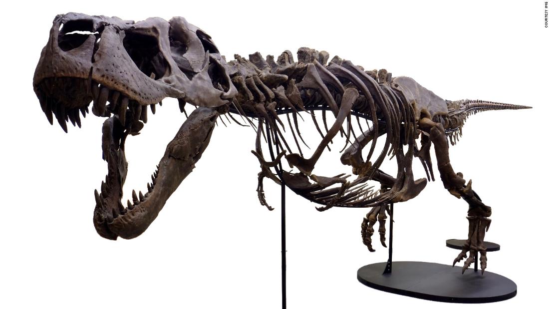 STAN Tyrannosaurus rex™ Skeleton – Display Replica – Black Hills