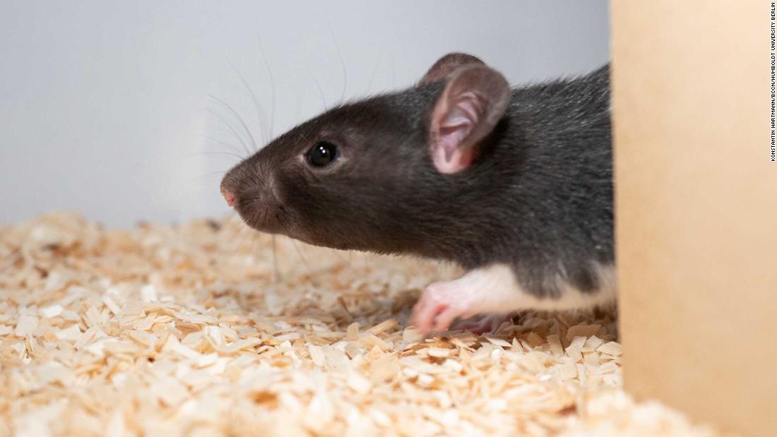 Rats love to play hide and seek, scientists find