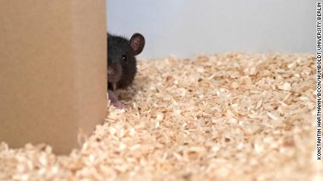 Rats love hide and seek, scientists find