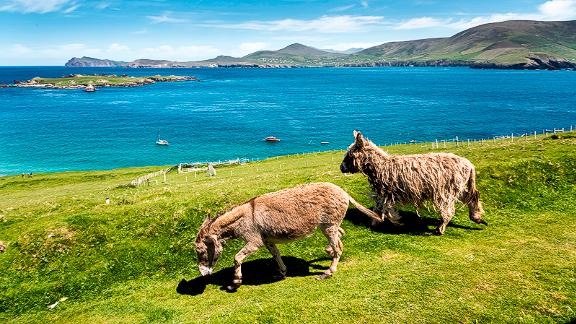 Great Blasket Island is a hiker's paradise -- and the donkeys seem to like it, too.