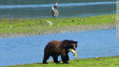 A brown bear carries a fish with a bald eagle perched upon a rock in the background in Tongass National Forest.