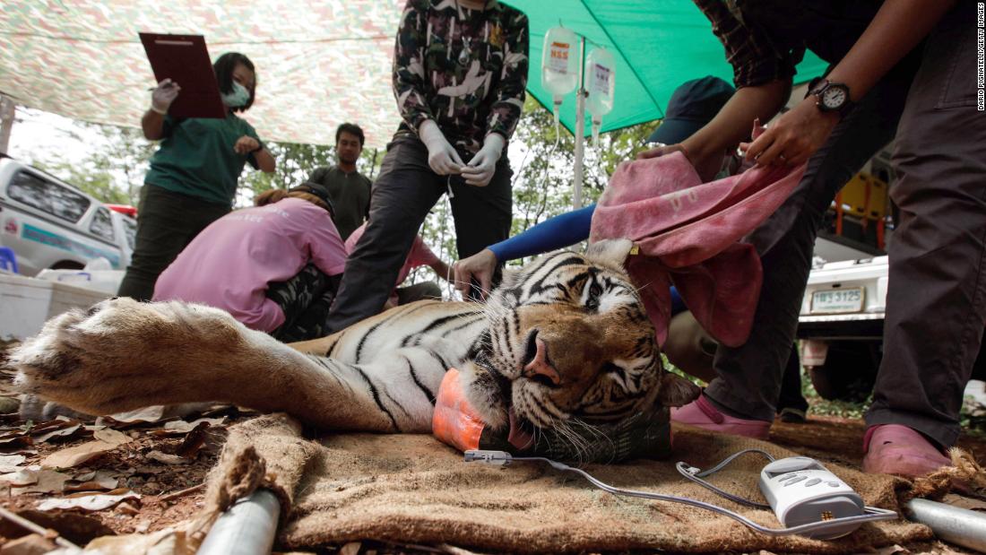 Thai veterinarian officers tend to a sedated tiger at the Wat Pha Luang Ta Bua Tiger Temple on June 1, 2016 in Kanchanaburi province, Thailand. 