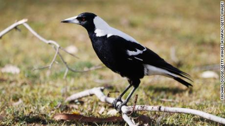 Australia sees an increase in magpie swoopings every September and October, shortly after the magpie breeding season. 