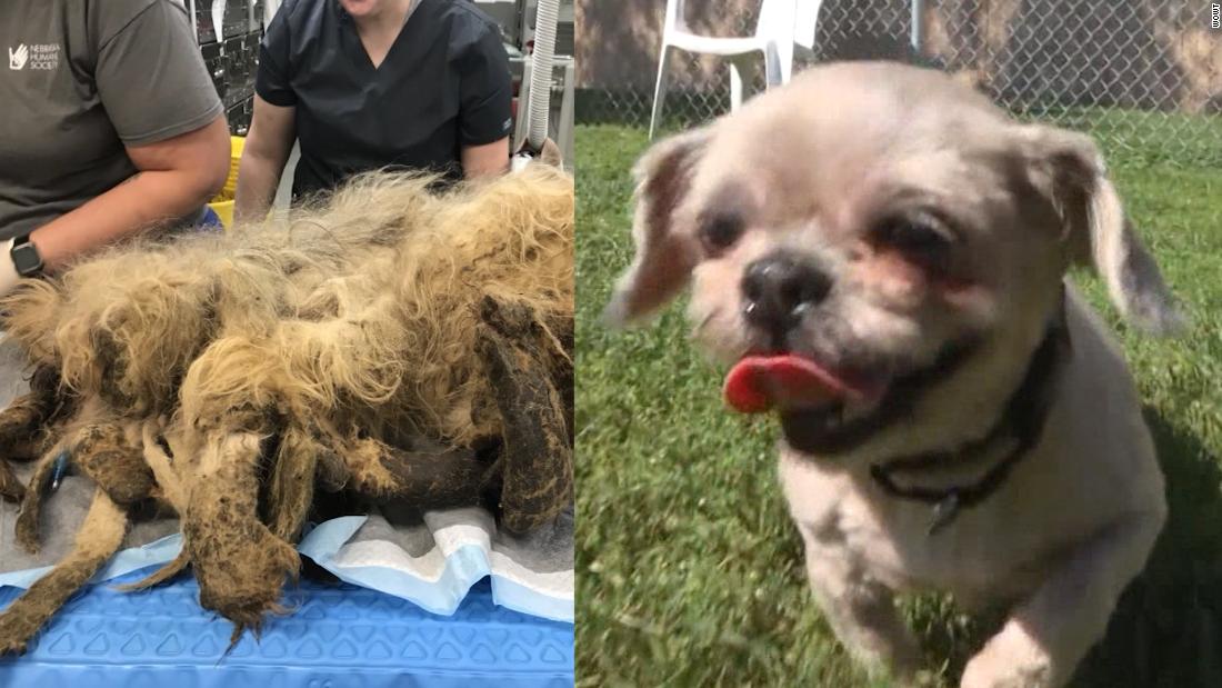 Neglected, matted dog in West Texas makes incredible transformation