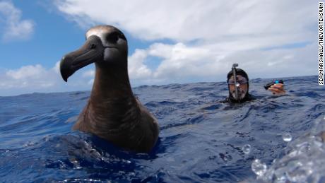 Encounters with albatrosses were among the expedition&#39;s highlights.