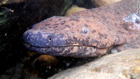 The Chinese giant salamander.