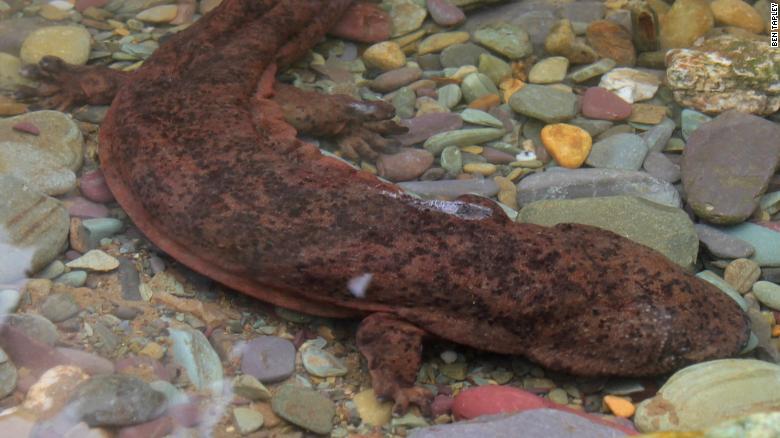 A wild Chinese giant salamander.