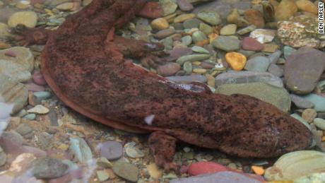 A wild Chinese giant salamander.