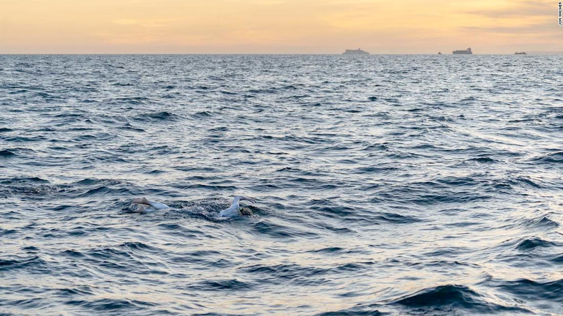 Thomas dedicated her swim to fellow cancer survivors before embarking on the challenge from the south coast of the UK. 