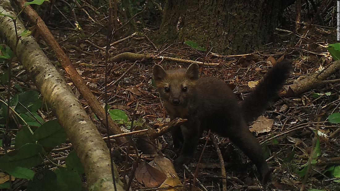 Look deeply into the Humboldt marten's sweet, beady eyes. Wouldn't you want to protect it, too? 