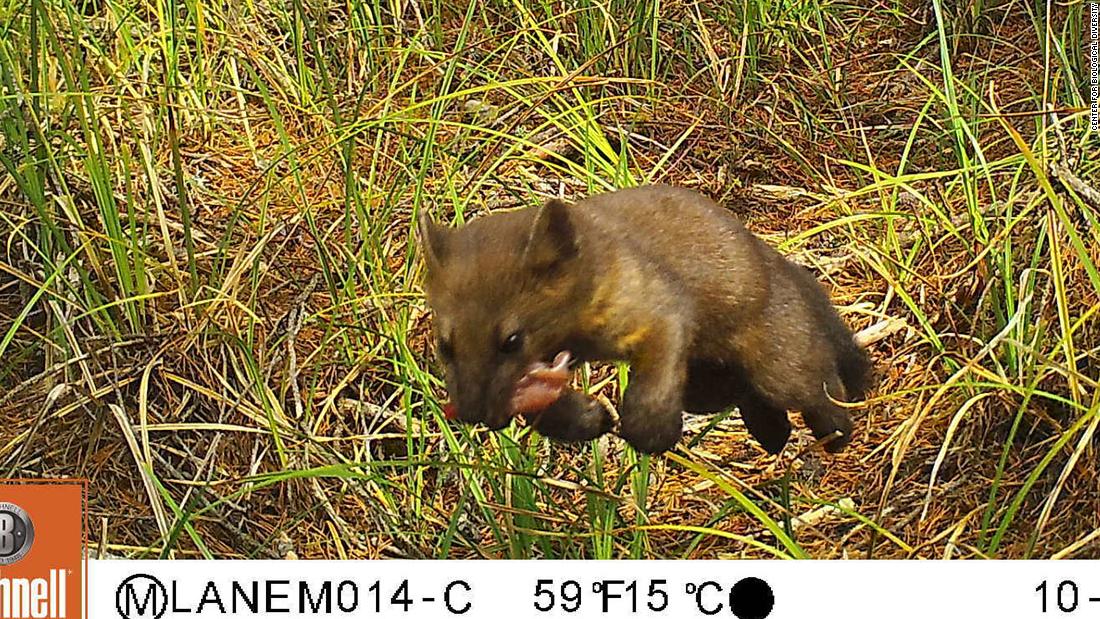 The Humboldt marten is a speedy, lightweight hunter, but even it falls prey to fur traps. New restrictions on trapping should help revive its dwindling population.