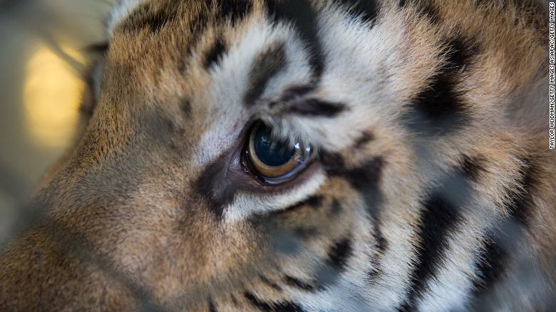 150 tigers were rescued, now more than half are dead