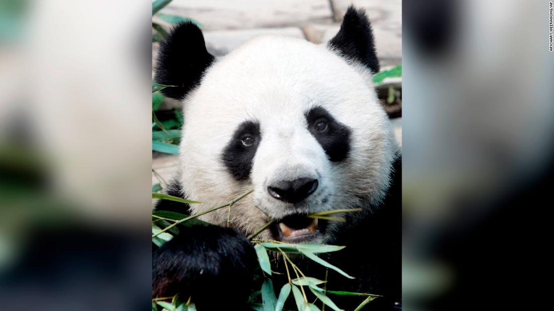 Officials said Chuang Chuang, pictured here in 2007, collapsed Monday in his enclosure at the Chiang Mai Zoo shortly after a meal of bamboo leaves. 